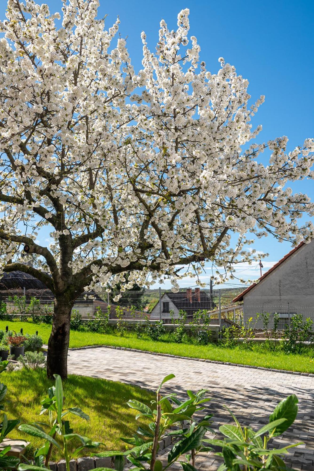 Papoula Vendeghaz Tihany Exterior foto